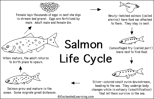 salmonXlifeXcycle